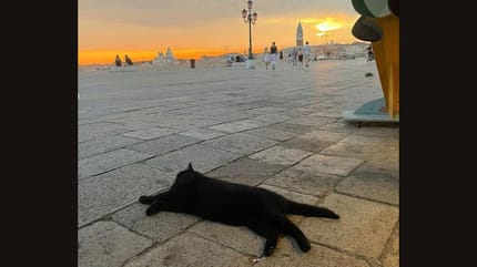 Scharze Katze in Venedig mit Schild