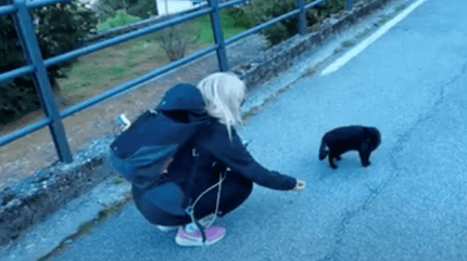 gatto nero per strada
