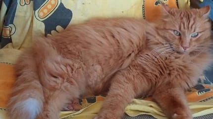 gatto rosso di Serena