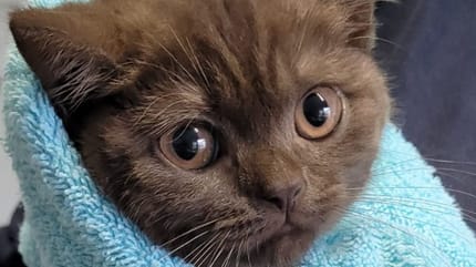 Gesicht einer Babykatze