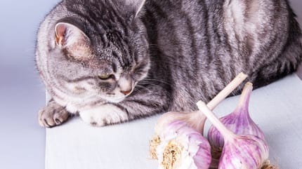 Ist Knoblauch für Katzen giftig?