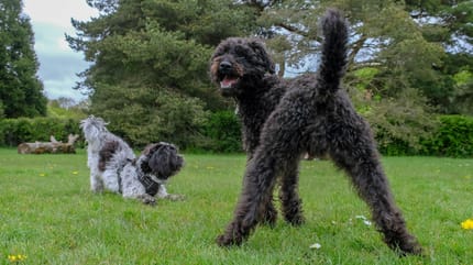 ghiandole perianali del cane