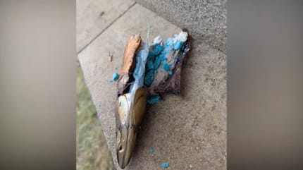 Giftköder in Oberjossa