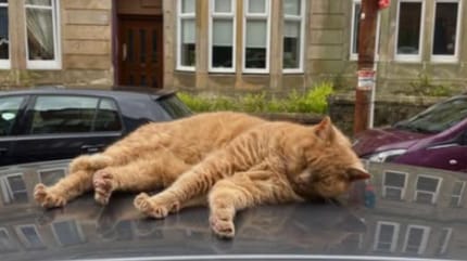 Ginger cat on top of car