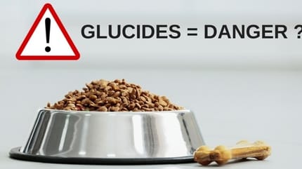 glucides croquettes chien chat