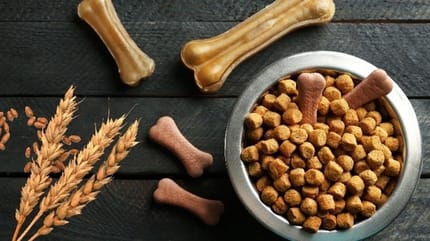 sans gluten chien chat