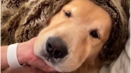golden retriever avvolto in una coperta