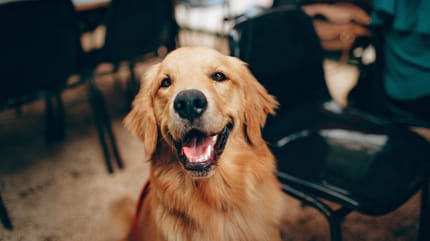 Golden Retriever