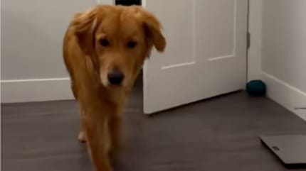 Golden Retriever