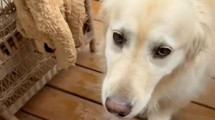 golden retriever