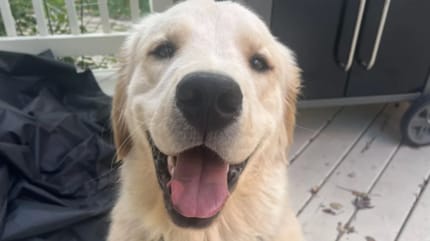 Golden Retriever