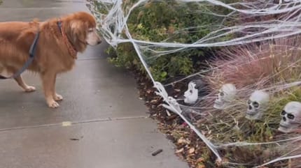 Golden retriever con decoración de Halloween