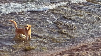 Golden Retriever at the beach