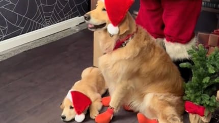 Cachorro travieso de raza golden