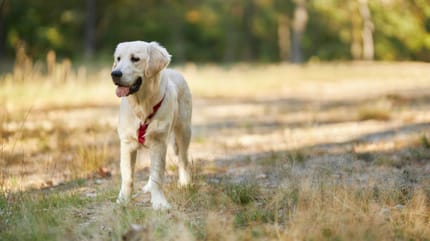 Golden Retriever im Wald