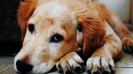 Golden Retriever looking sad