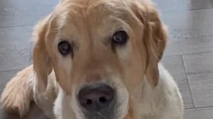 Golden Retriever Mailo