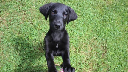 Golden Retriever Mischling