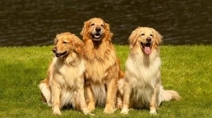 Golden Retrievers