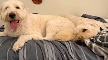 Goldendoodle