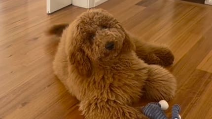 Goldendoodle