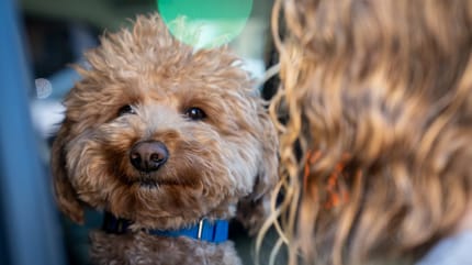 Goldendoodle achtergelaten op vliegveld Las Vegas