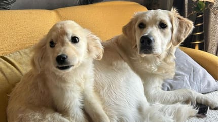 Golden Retriever