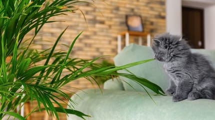 Goldfruchtpalme giftig für Katzen?