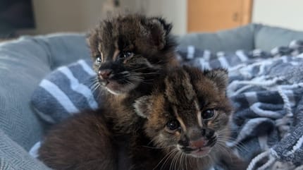 Goldkatzen-Nachwuchs