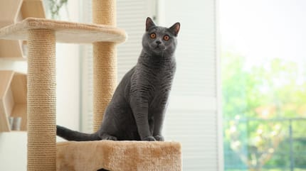 Graue Katze auf einem Kratzbaum