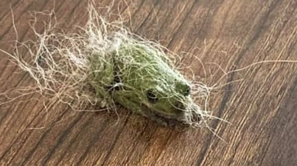 Green frog covered in dog hair