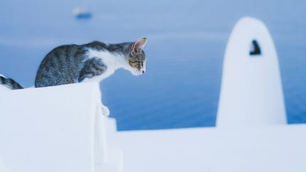 Griekse kattennamen