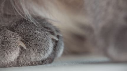 unghia incarnita nel gatto