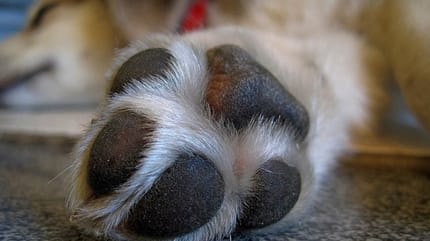 griffes chien