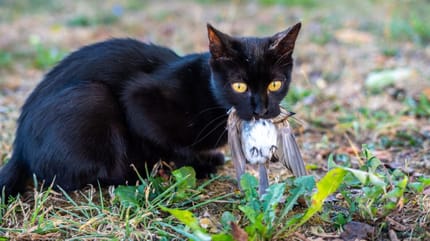 gripe aviar en gatos