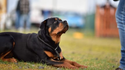 groźne psy - rottweiler