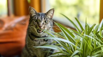 Grünlilie Katze