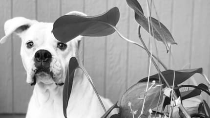 Gwen, la chienne décédée