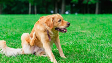 Haarlinge beim Hund: Hund kratzt sich
