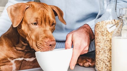 Mag een hond havermout eten?
