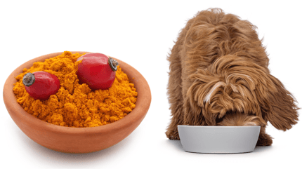 Hagebuttenpulver für den Hund