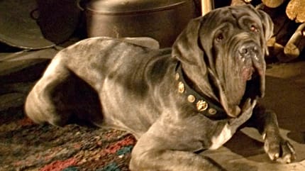 Hagrids Hund