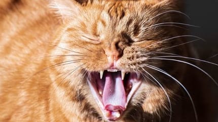 chat qui a mauvaise haleine