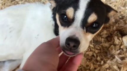 hallazgo en un gallinero