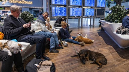 Halter mit ihren Hunden im Flughafen-Wartebereich