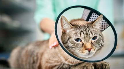 Hautkrebs bei Katzen