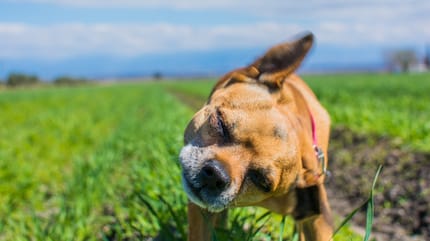 Head Bobbing beim Hund