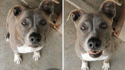 Heclair, chienne à adopter