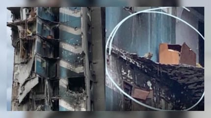 high rise building and cat in cardboard box