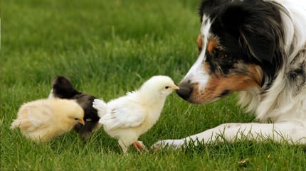 Hofhund mit Küken
